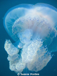 Jellyfish (Catostylus tagi) by Susana Martins 